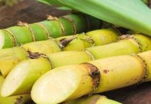 ‘इस’ देश में गन्ना चोरी के कारण किसानों की रातों की नींद उड़ गई, खेतों की निगरानी के लिए गार्ड नियुक्त