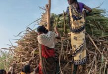 कोल्हापूर : ‘दत्त-शिरोळ’च्यावतीने ऊसतोड मजुराच्या कुटुंबीयांना विमा पॉलिसी धनादेश प्रदान