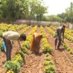 Rabi crop sowing exceeds 306 lakh hectares