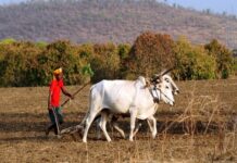 वित्त आयोग ने ग्रामीण विकास के लिए उत्तर प्रदेश को 1599 करोड़ रुपये और आंध्र प्रदेश को 446 करोड़ रुपये दिए