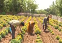 Amid global challenges, government ensured smooth fertilizer supply to farmers at affordable prices