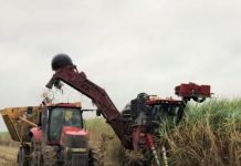 ऊस तोडणीसाठी आधुनिक तंत्रज्ञानाचा वापर करण्याचे शास्रज्ञांचे आवाहन