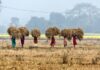 Farmers should be nudged away from growing already overproduced crops: Economic Survey