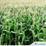 तेलंगाना : आदिलाबाद में मक्का की खेती का रकबा बढ़ा