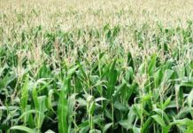 नेपाल: करनाली में 258,000 मीट्रिक टन मक्का का उत्पादन