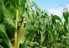 Nepal: Maize crops in Ramechhap district affected due to armyworm outbreak
