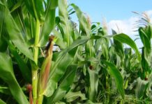 महाराष्ट्र: चीनी मिलें बंद होने से जलगांव में मक्के की खेती में 210% का इजाफा; प्रशासन ने एथेनॉल निवेशकों को आकर्षित किया