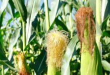 यूपी सरकार किसानों से MSP पर खरीद रही है मक्का