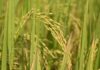 India unveils world’s first genome-edited rice varieties to boost yields and cut emissions