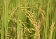 इस खरीफ सीजन में धान, दलहन की खेती का रकबा बढ़ा : केंद्र सरकार