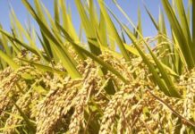 UP government bans the use of 11 pesticides damaging India’s rice quality