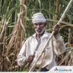 Ugar sugar mill agrees to pay Rs 3,300 per tonne after farmers’ protest