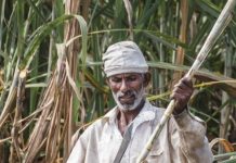 Ugar sugar mill agrees to pay Rs 3,300 per tonne after farmers’ protest