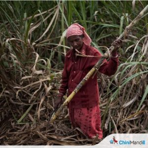87 per cent sugarcane dues cleared so far in 2024–25 sugar season