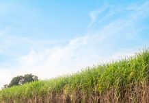 उत्तर प्रदेश सरकार द्वारा गन्ने का मूल्य बढ़ाने का फैसला किसान हितैषी : भाजपा किसान मोर्चा