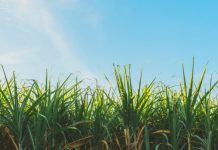 हिमाचल प्रदेश: ऊना में गन्ने की खेती में गिरावट, किसानों ने बनाई दूरी