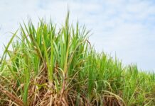 Bulandshahar: Sugarcane survey in the district to be completed by June 30