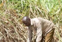 दक्षिण आफ्रिका: घरेलू चीनी उद्योग के समर्थन में सरकार ने उठाये कदम, रोजगार के अवसर भी निर्माण होंगे