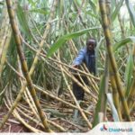 वेतन को लेकर हड़ताल की धमकी के बीच केन्या शुगर बोर्ड ने सुलह की कोशिश की