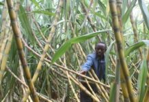 Tamil Nadu farmers disappointed over sugarcane support price, shift to other crops