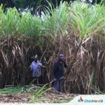 फिजी : लीज की समाप्ति से उत्तरी चीनी उद्योग को ख़तरा