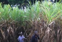 फिजी : लीज की समाप्ति से उत्तरी चीनी उद्योग को ख़तरा