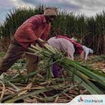 नांदेड : उचल परत न देणाऱ्या ऊसतोड कामगाराचे अपहरण; चौघांविरुद्ध गुन्हा