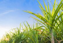 તમિલનાડુ કૃષિ બજેટ 2025: મંત્રીએ શેરડી માટે પ્રતિ મેટ્રિક ટન રૂ. 349 ના વિશેષ પ્રોત્સાહનની જાહેરાત કરી