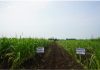 Deep-Planting Test Field in the Philippines (May 2024, Image courtesy of JIRCAS)