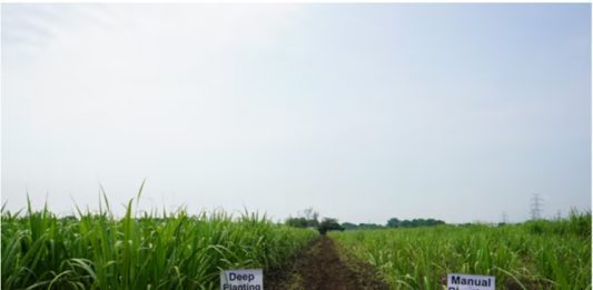 Deep-Planting Test Field in the Philippines (May 2024, Image courtesy of JIRCAS)