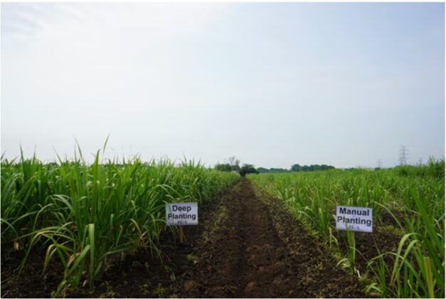 Deep-Planting Test Field in the Philippines (May 2024, Image courtesy of JIRCAS)