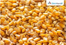 महाराष्ट्र: राज्य सरकार ने किसानों को कपास, मक्का और हल्दी के वायदा और विकल्प में प्रशिक्षित करने के लिए हेजिंग डेस्क खोला