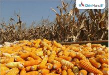 फिलीपींस तेलंगाना से धान और मक्का आयात करने को उत्सुक: नागरिक आपूर्ति मंत्री