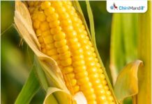 Maize can serve as sustainable alternative to paddy: Shivraj Singh Chouhan