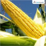 બહરાઇચમાં ખેડૂતોની આવક વધી રહી છે, કારણ કે ઇથેનોલ ઉત્પાદન માટે મકાઈની માંગ વધી રહી છે