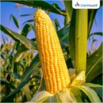 Tiruchy farmers shift toward maize and other cash crops as yields, prices improve