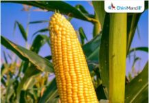 अनियमित वर्षा और नमी के वाष्पीकरण ने मराठवाड़ा में मक्का की खेती को लेकर चिंता बढ़ा दी: अधिकारी