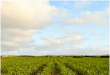 सांगली : जिल्ह्यात १ लाख ३८ हजार हेक्टरवर ऊस लागवड, आडसाली लागवड घटली