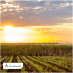 Haryana proposes higher subsidy to boost sugarcane planting