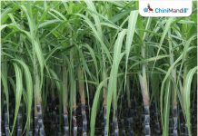 Uttar Pradesh: Sugar mills must ensure timely cane payments, says minister