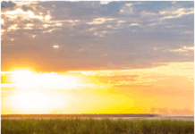 Bijnor: Red rot disease impacts sugarcane crops; mill takes measures to control