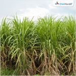 किसानों के गन्ने की अधिकतम खरीद व समय पर भुगतान सुनिश्चित करें : डीएम