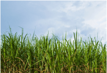 Season 2025-26: Bhogawati sugar mill announces highest sugarcane price in Maharashtra