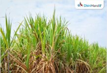 Sri Lanka: Government sets sugarcane purchase rates