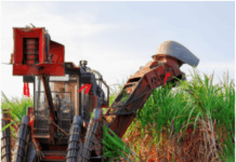 Telangana: Sugarcane farmers in dilemma about crop cultivation due to no clarity on sugar mill reopening