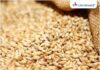 हरियाणा में इस साल अब तक गेहूं की खरीद पिछले साल से भी ज्यादा