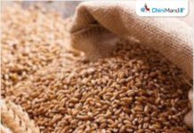 पाकिस्तान: 45% कृषि कर के विरोध में सिंध के किसान गेहूँ की खेती का करेंगे बहिष्कार