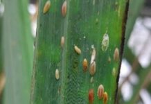 सांगली : ऊस पिकावर बुरशीजन्य रोगांसह लोकरी माव्याचा फैलाव, उत्पादनात घट शक्य