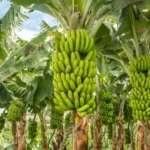 सोलापूर : केळी लागवड रोखण्यासाठी साखर कारखानदार प्रयत्न करीत असल्याचा आरोप