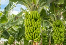 सोलापूर : केळी लागवड रोखण्यासाठी साखर कारखानदार प्रयत्न करीत असल्याचा आरोप